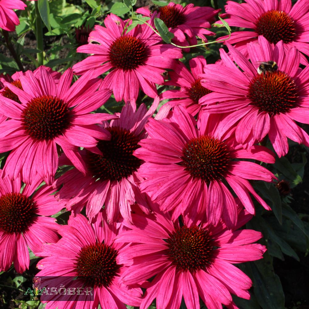 Siilkübar 'Sunseekers Magenta' (6 tk) - Image 2