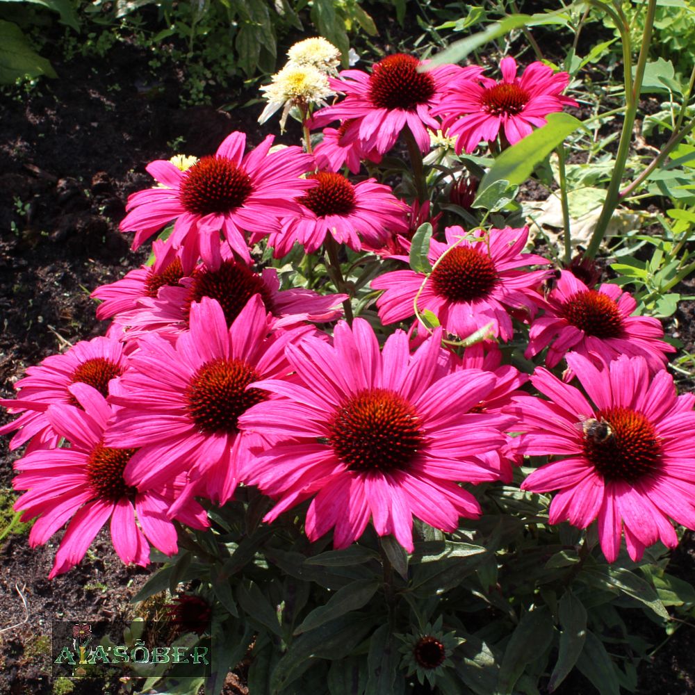 Siilkübar 'Sunseekers Magenta' (6 tk) - Image 3