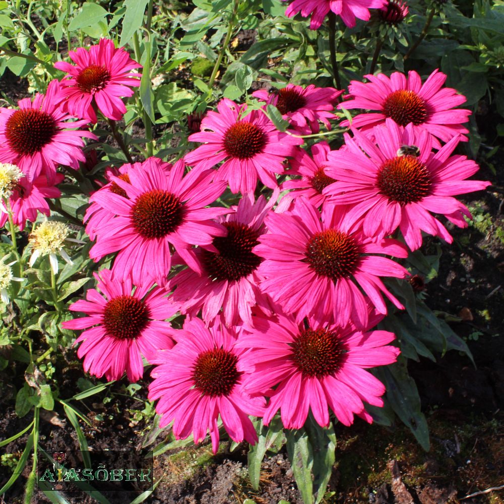 Siilkübar 'Sunseekers Magenta' (6 tk) - Image 4