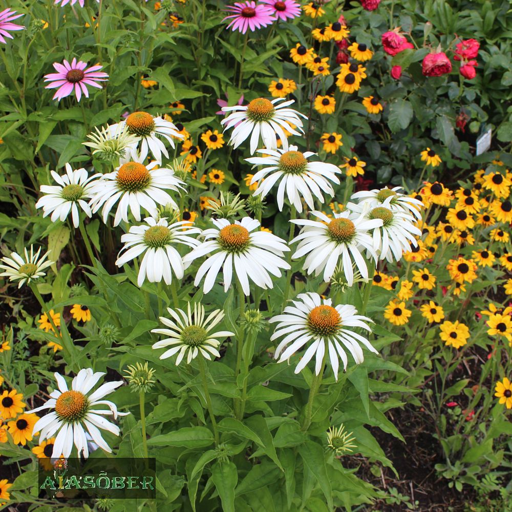 Siilkübar 'Sunseekers White' (6 tk) - Image 4