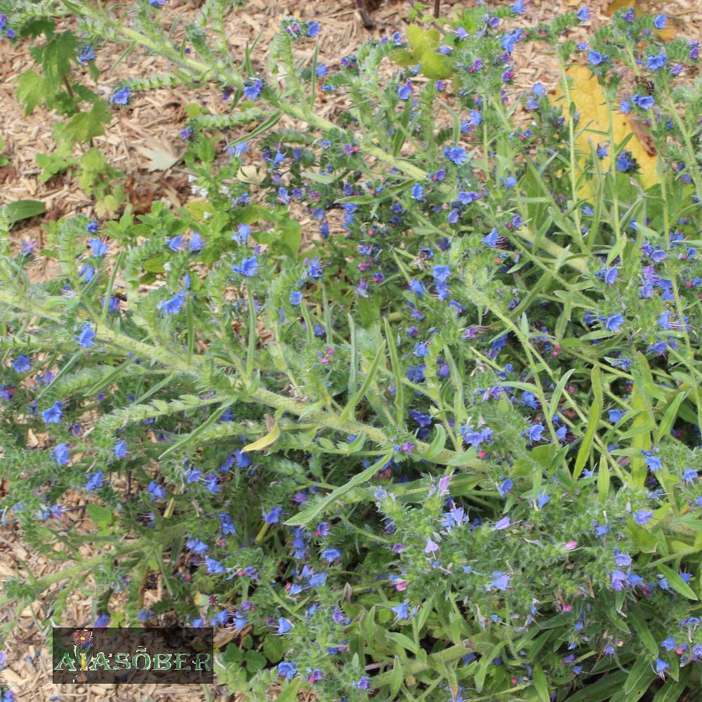 Harilik ussikeel (6 tk) - Image 3