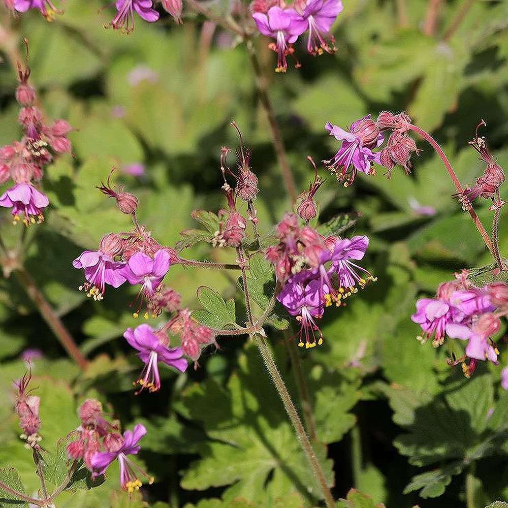 Risoomikas kurereha 'Olympos' (6 tk) - Image 3