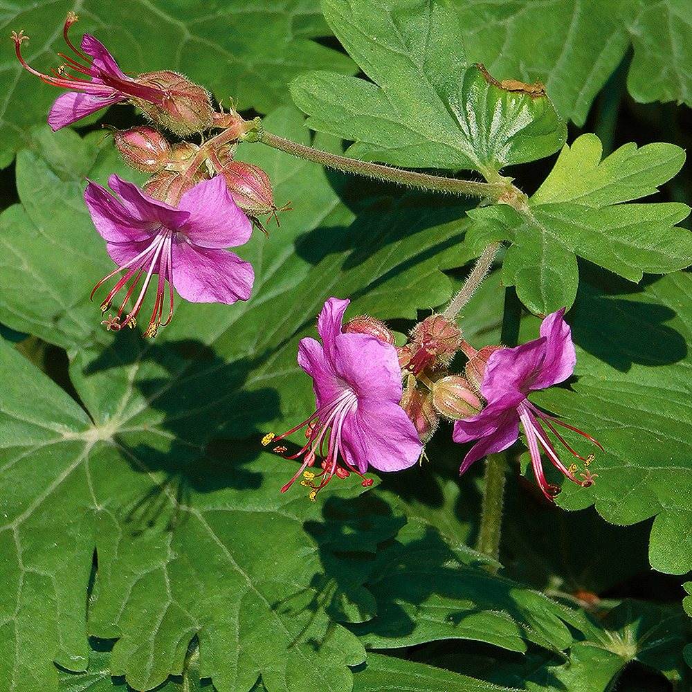 Risoomikas kurereha 'Olympos' (6 tk) - Image 4