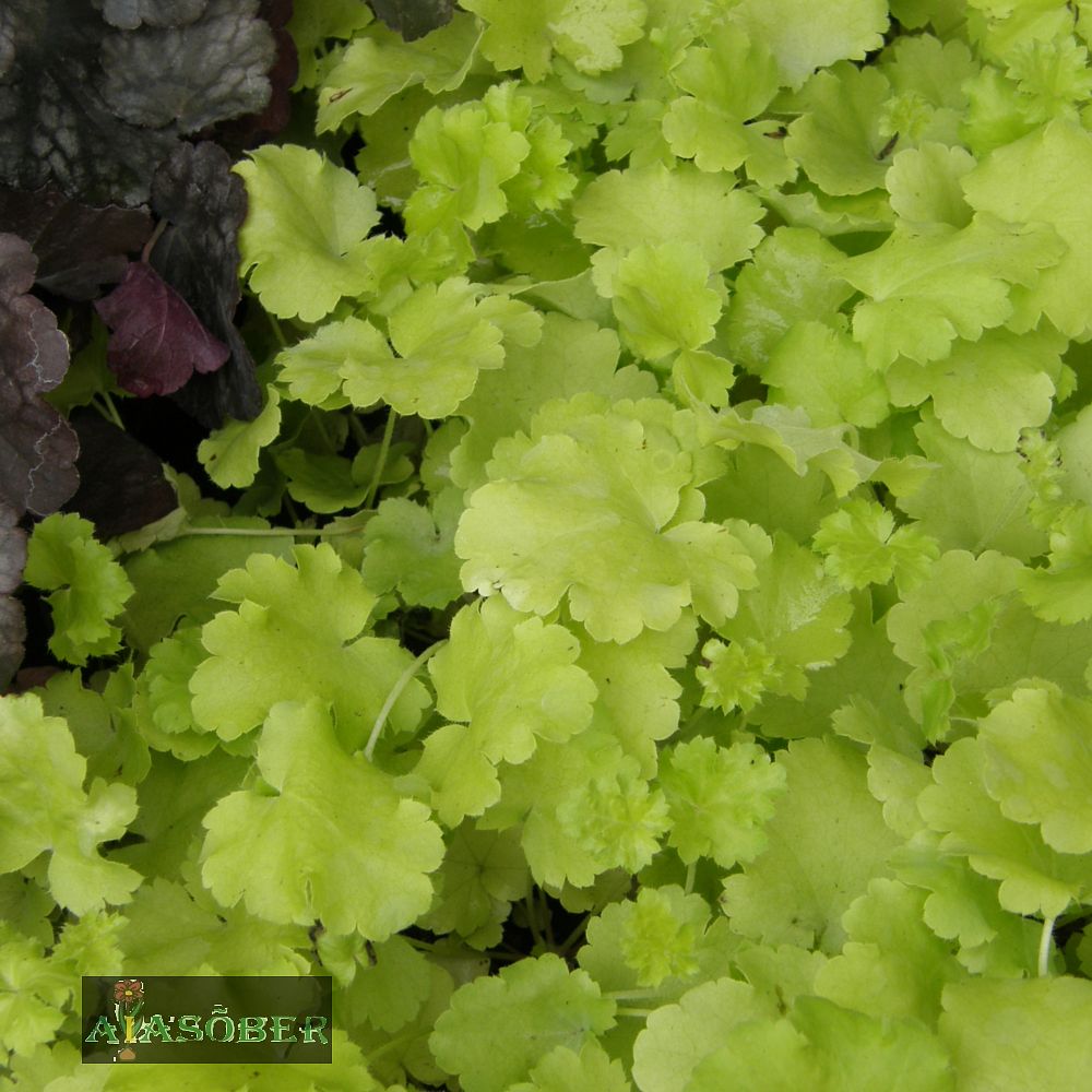 Helmikpööris 'Lime Rickey' (6 tk) - Image 3