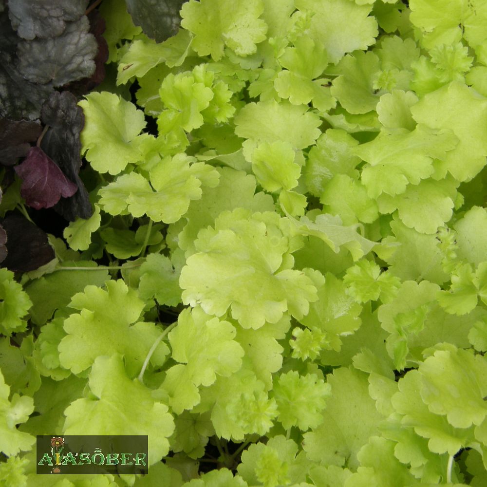 Helmikpööris 'Lime Rickey' (6 tk) - Image 4