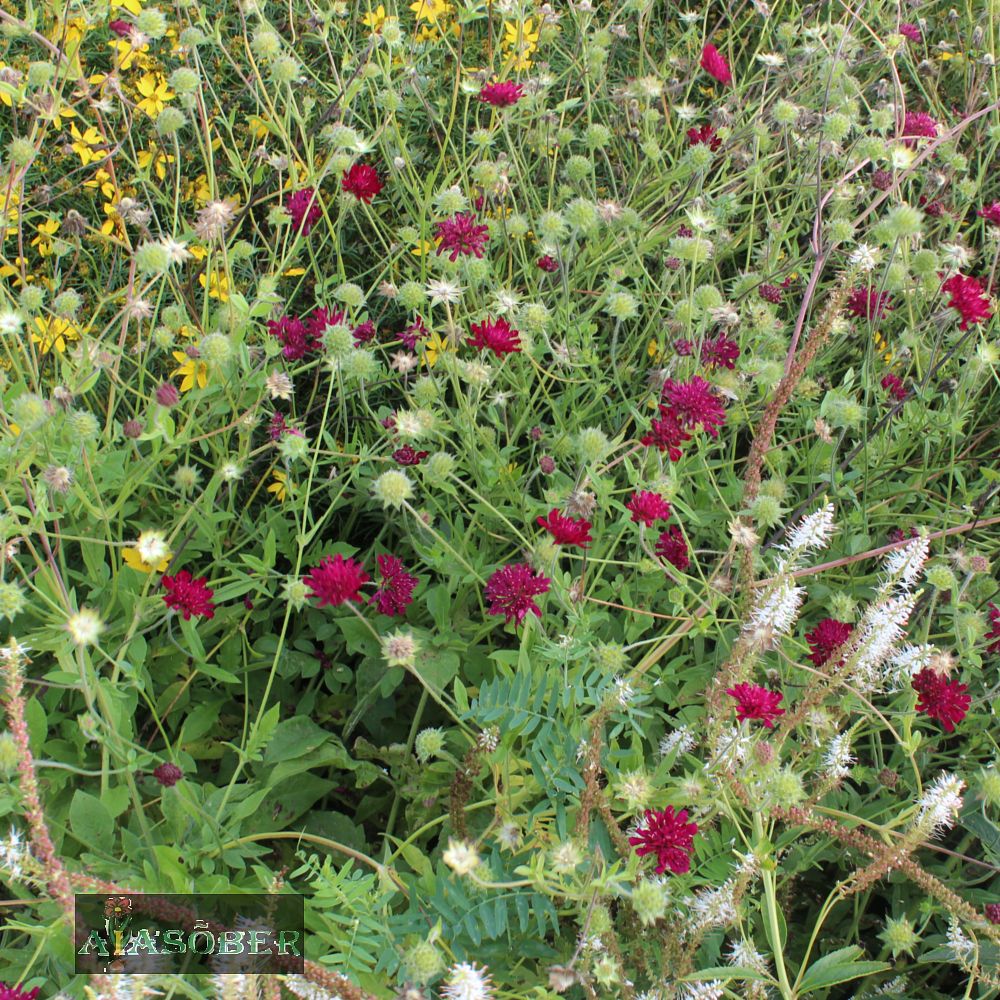 Makedoonia äiatar 'Red Knight' (6 tk) - Image 2