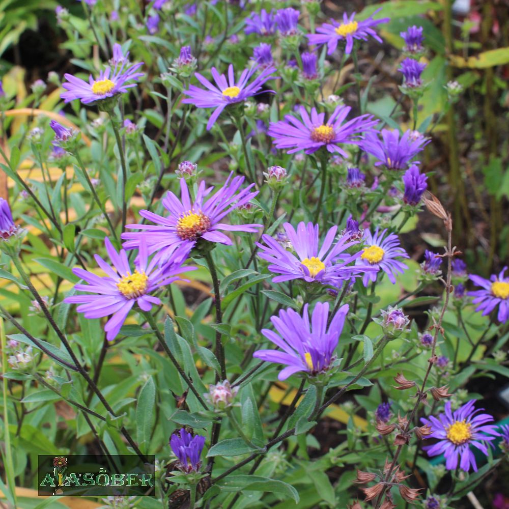 Amellaster 'Glücksfund' - Image 3