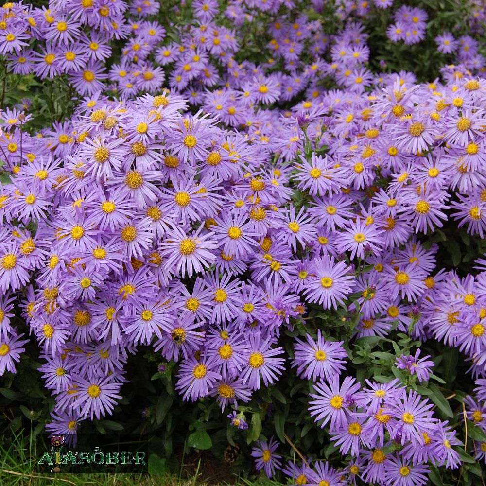 Amellaster 'Glücksfund' - Image 4