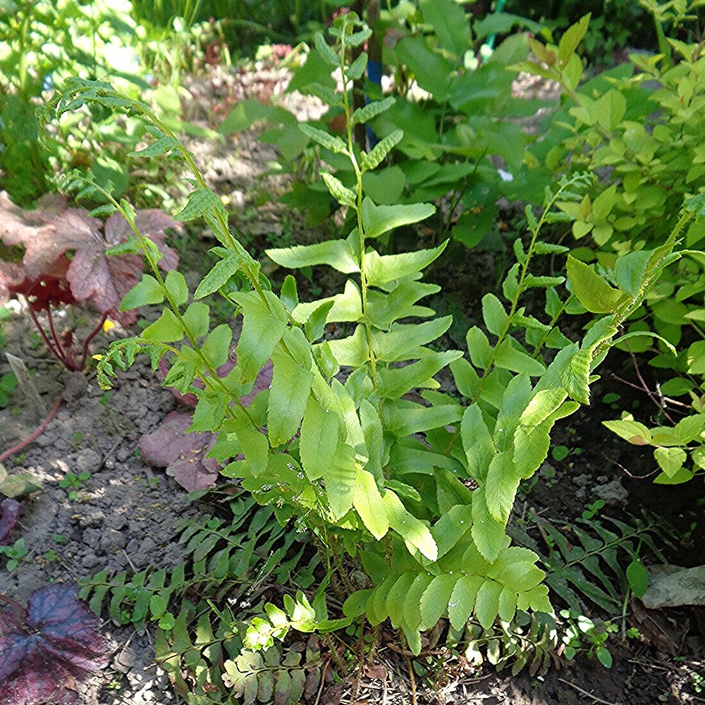 Jõulu-astelsõnajalg (6 tk) - Image 2