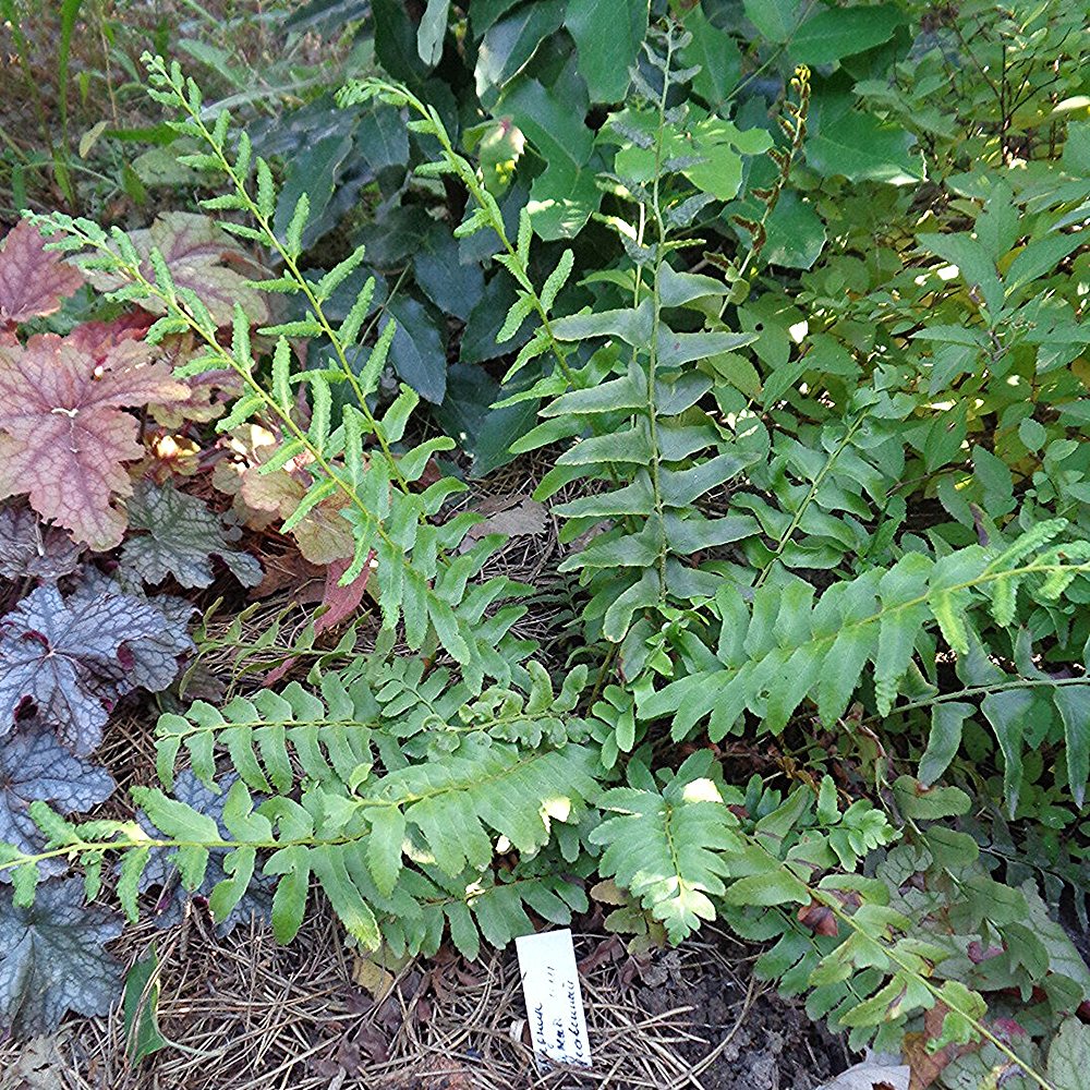 Jõulu-astelsõnajalg (6 tk) - Image 3