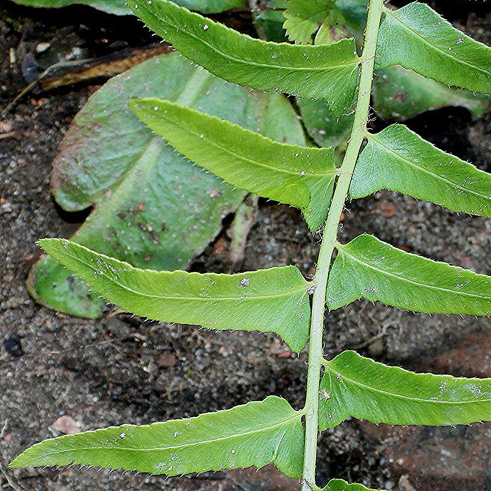 Jõulu-astelsõnajalg (6 tk) - Image 4