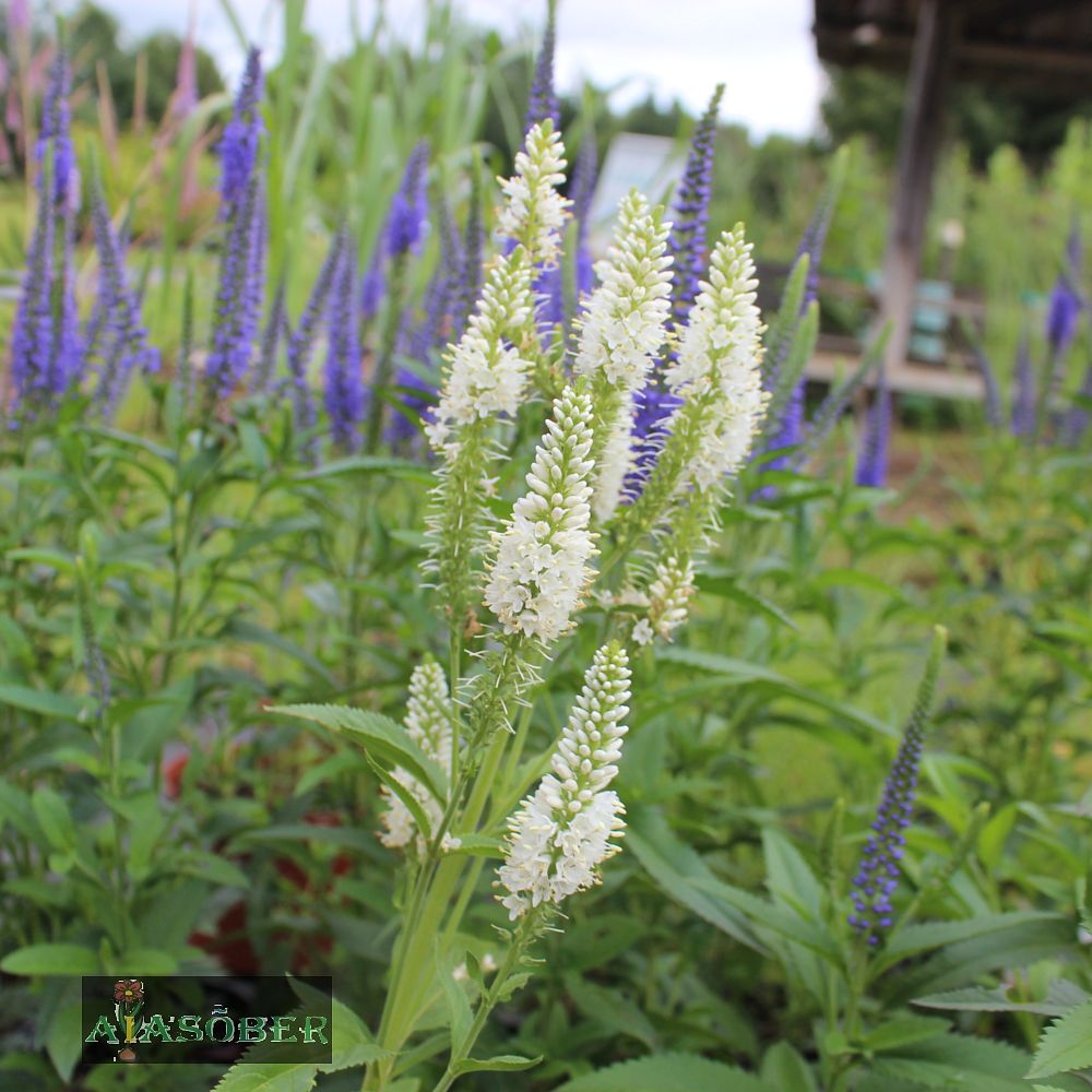 Kassisaba 'Alba' (6 tk) - Image 4