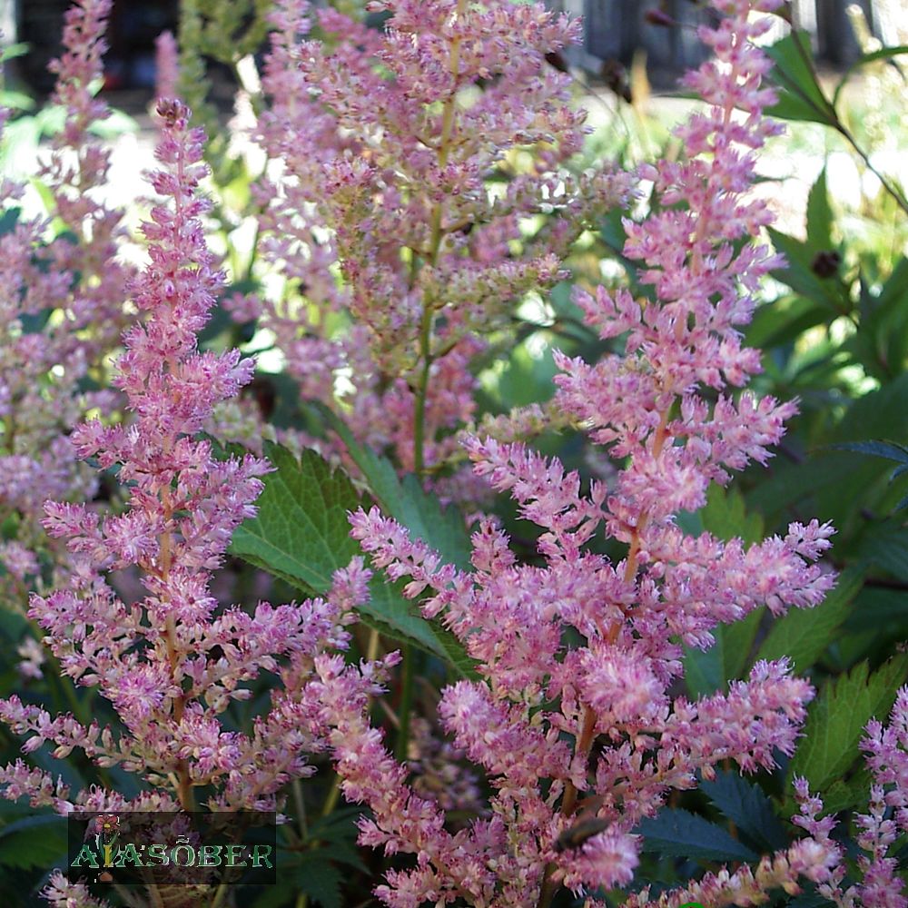 Astilbe 'Darwin's Dream' (6 tk) - Image 2