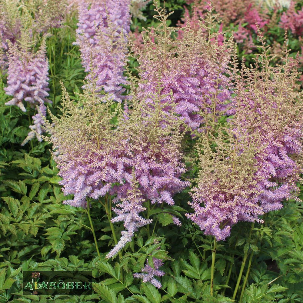 Astilbe 'Darwin's Dream' (6 tk) - Image 3