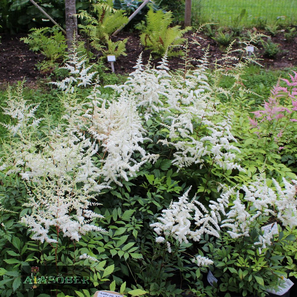 Jaapani astilbe 'Ellie' (6 tk) - Image 3