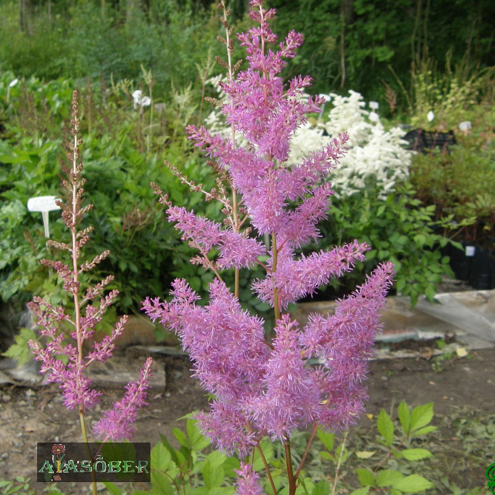 Arendsi astilbe 'Amethyst' (6 tk) - Image 3
