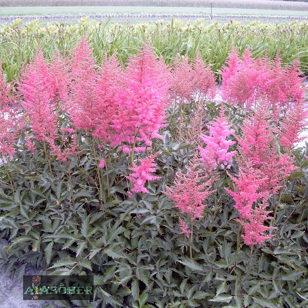Arendsi astilbe 'Amethyst' (6 tk) - Image 4