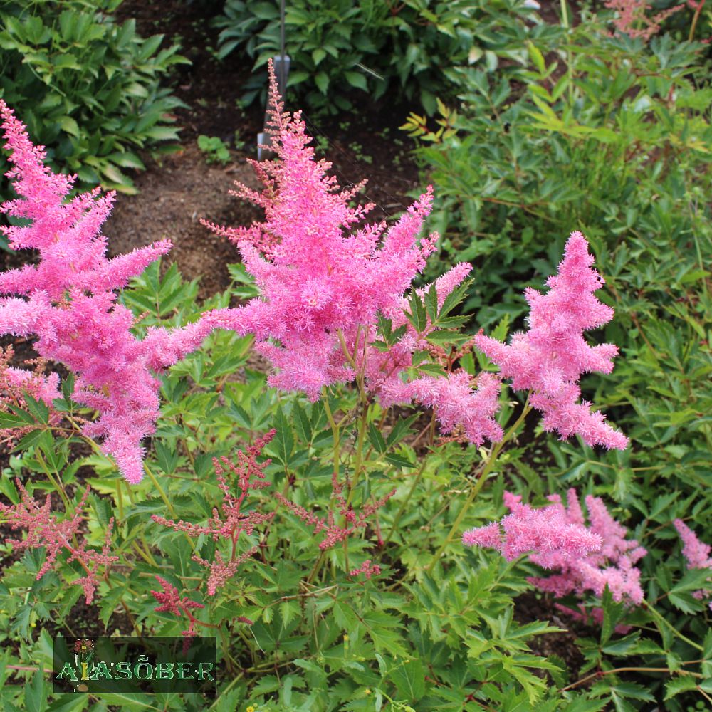 Arendsi astilbe 'Anita Pfeifer' (6 tk) - Image 4