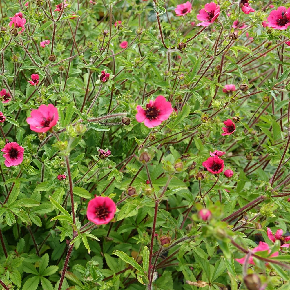 Nepaali maran 'Ron McBeath' (6 tk) - Image 3