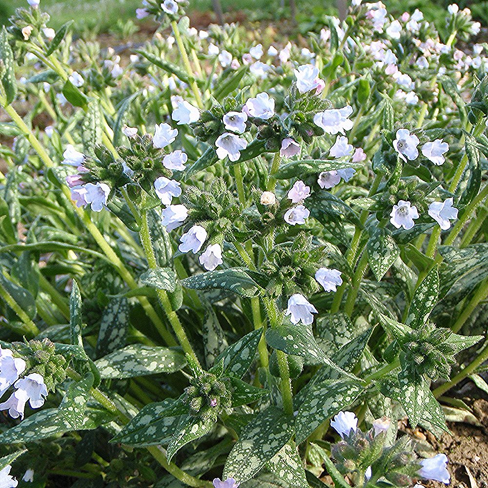 Kopsurohi 'Blue Mist' (6 tk) - Image 2