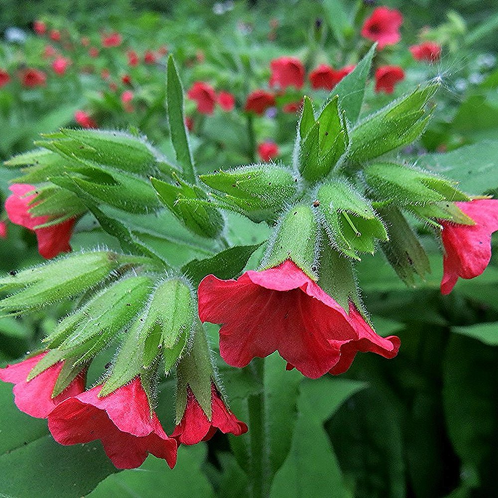 Kopsurohi 'Bowles Red' (6 tk) - Image 3