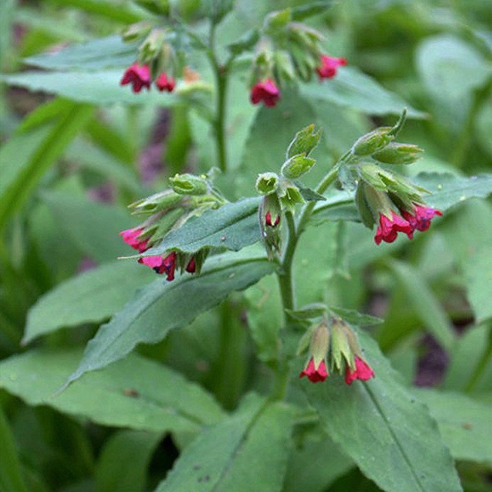 Kopsurohi 'Bowles Red' (6 tk) - Image 4