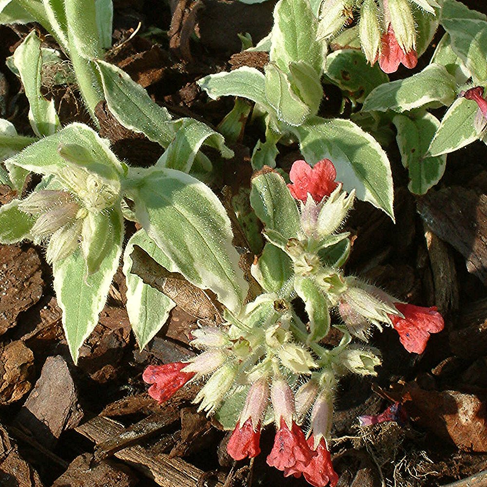 Kopsurohi 'David Ward' (6 tk) - Image 2