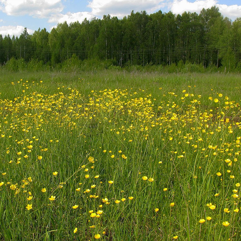 Kibe tulikas (6 tk) - Image 2