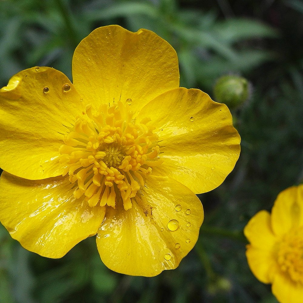 Kibe tulikas (6 tk) - Image 3