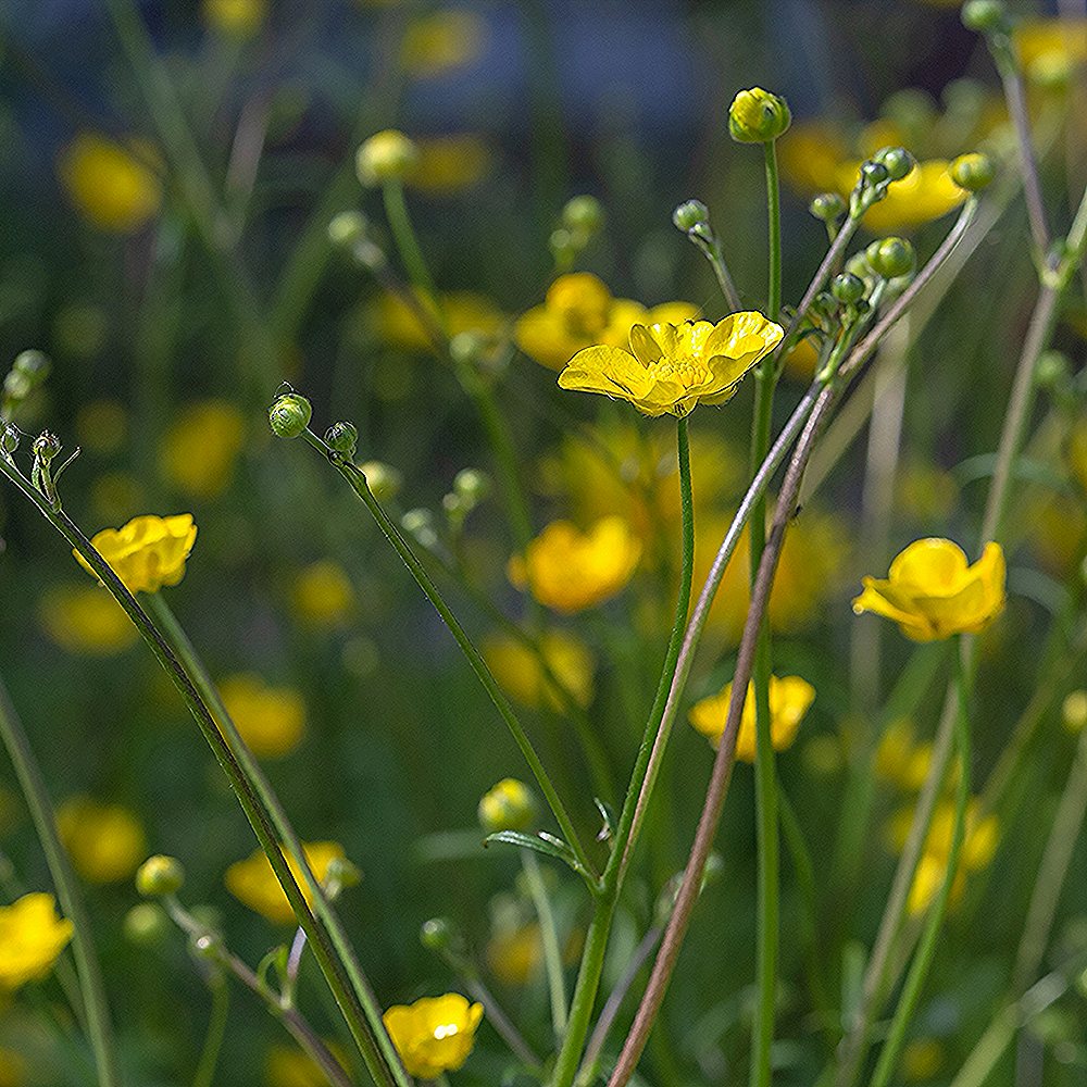 Kibe tulikas (6 tk) - Image 4