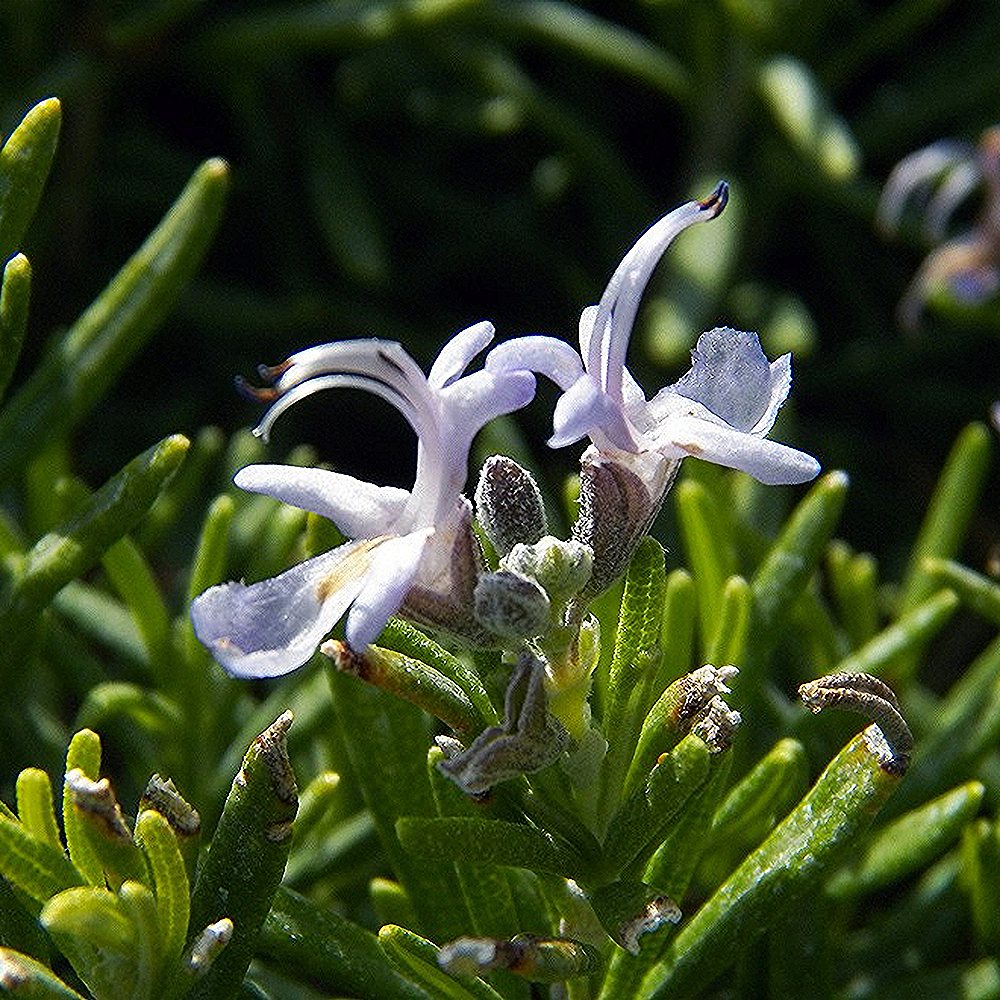 Harilik rosmariin 'Barbecue' (6 tk) - Image 4