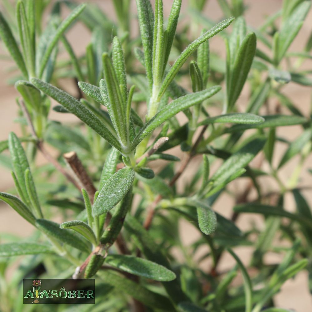 Harilik rosmariin 'Blue Winter' (6 tk) - Image 3