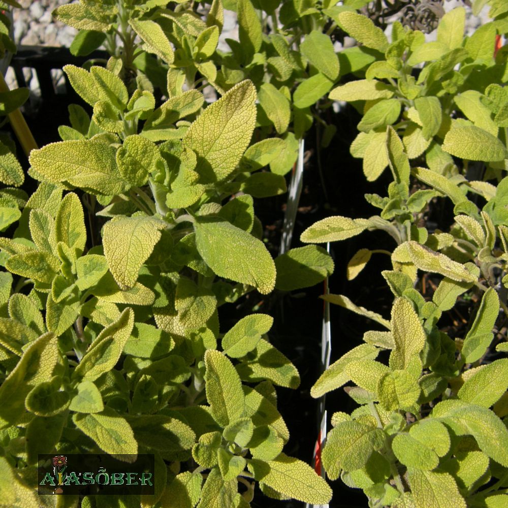 Aedsalvei 'Icterina' (6 tk) - Image 3