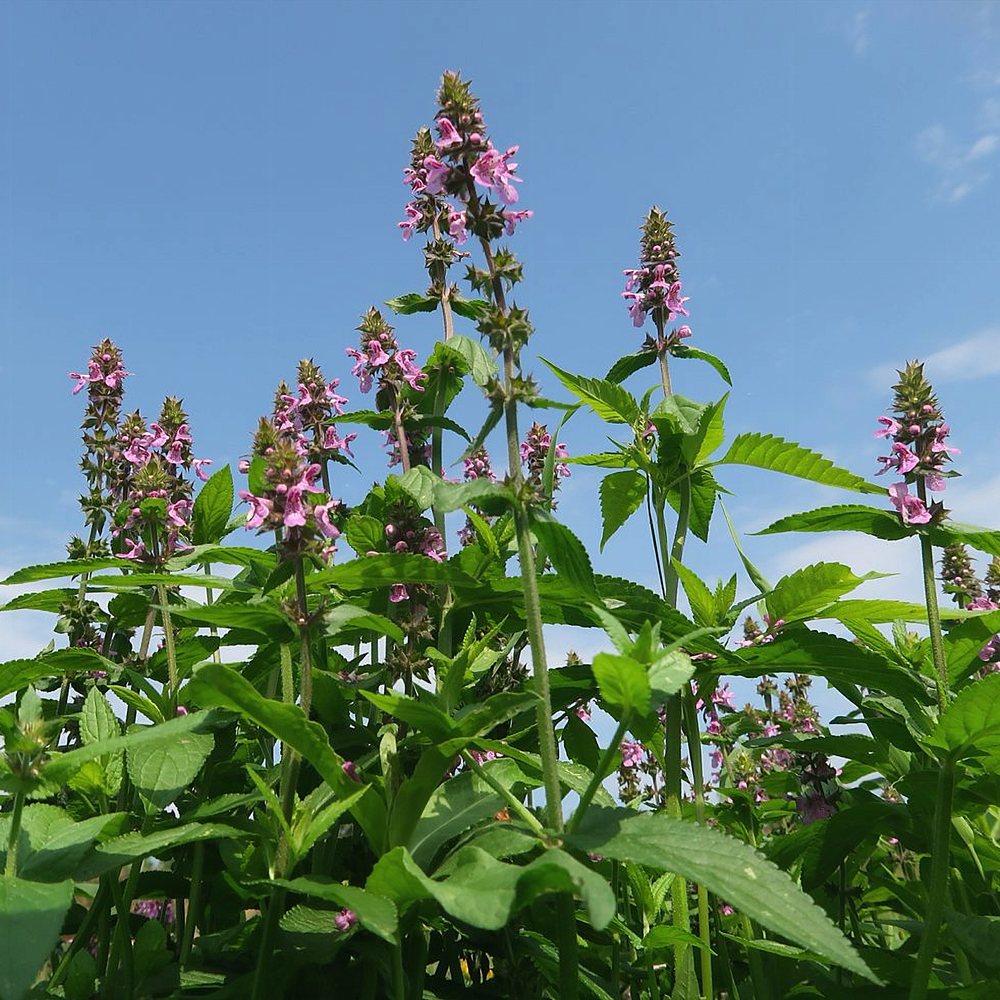 Soo-nõianõges (6 tk) - Image 2