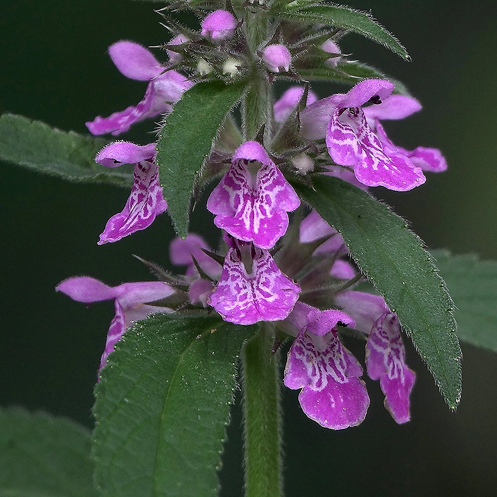 Soo-nõianõges (6 tk) - Image 4