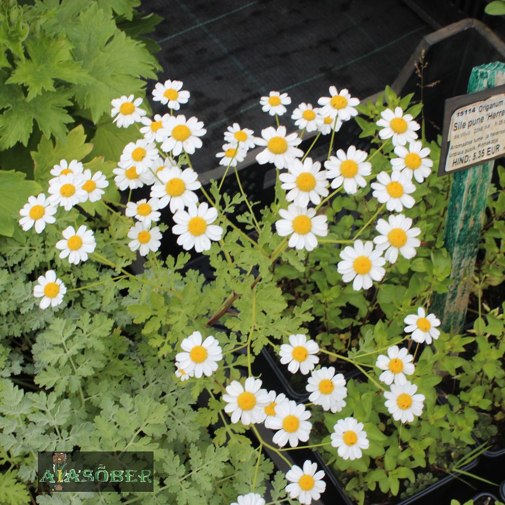 Lumi-neitsikummel 'Jackpot' (6 tk) - Image 3