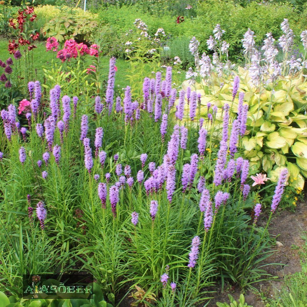 Tähkjas liatris - Image 2