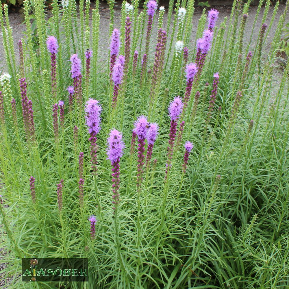 Tähkjas liatris - Image 3