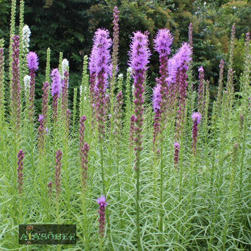 Tähkjas liatris - Image 4