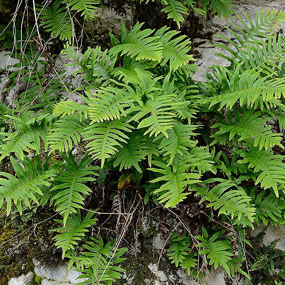 Imar 'Whitley Giant' (6 tk) - Image 3