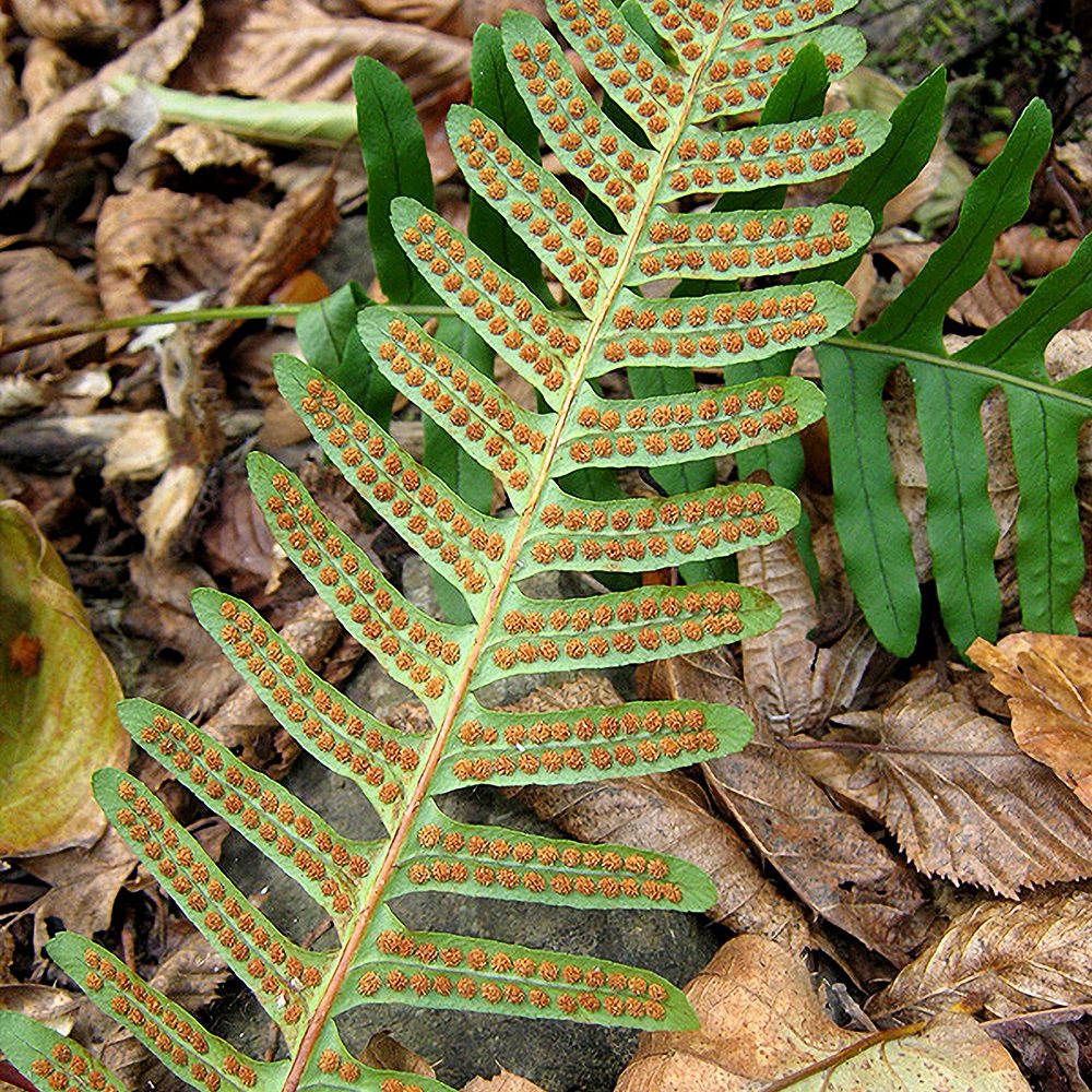 Imar 'Whitley Giant' (6 tk) - Image 4