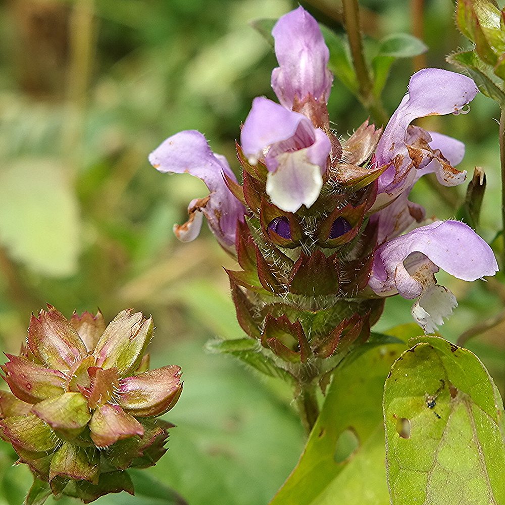 Suureõiene käbihein 'Altenberg Rosa' (6 tk) - Image 3