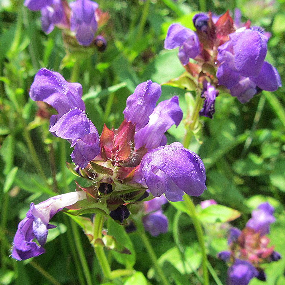 Suureõiene käbihein 'Bella Blue' (6 tk) - Image 3