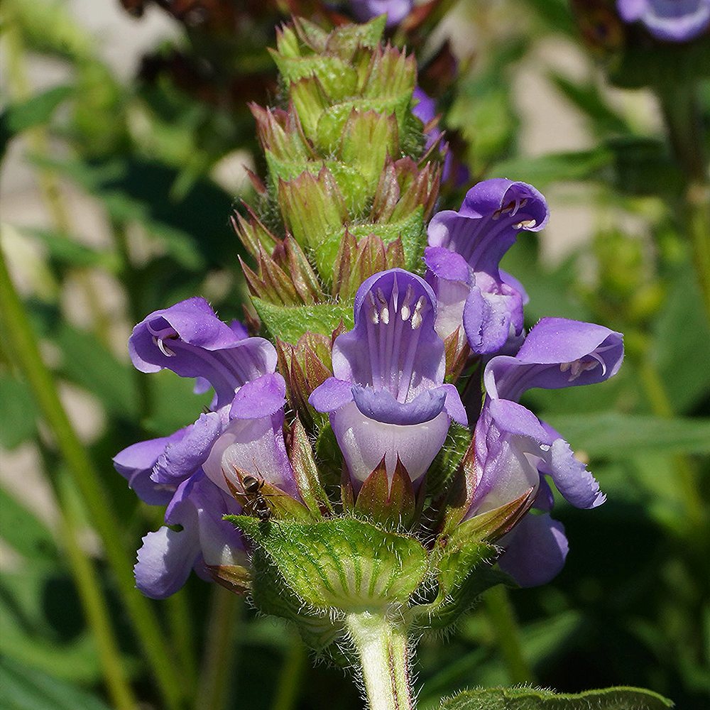 Suureõiene käbihein 'Bella Blue' (6 tk) - Image 4