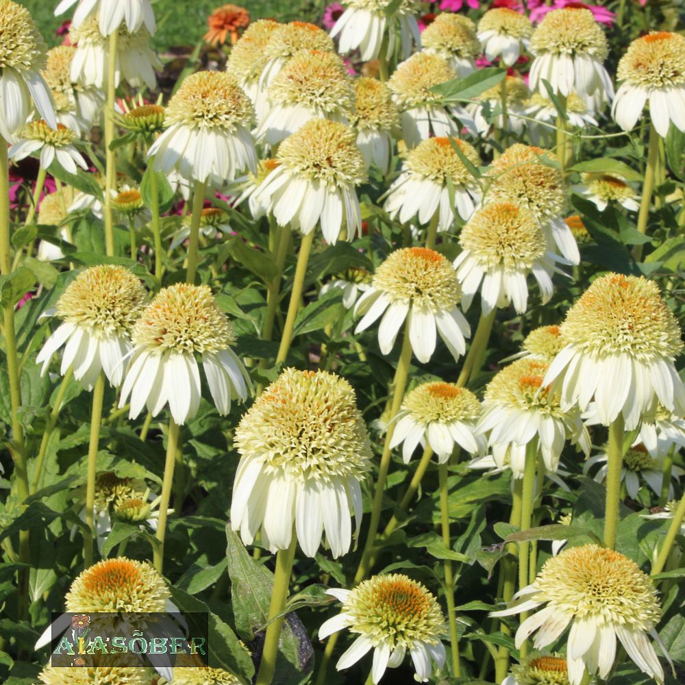 Siilkübar 'Delicious Nougat' (6 tk) - Image 3