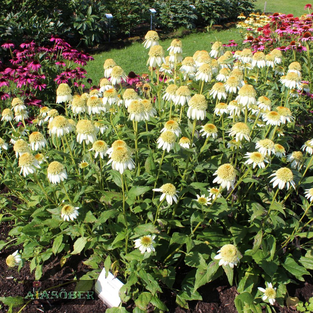 Siilkübar 'Delicious Nougat' (6 tk) - Image 4