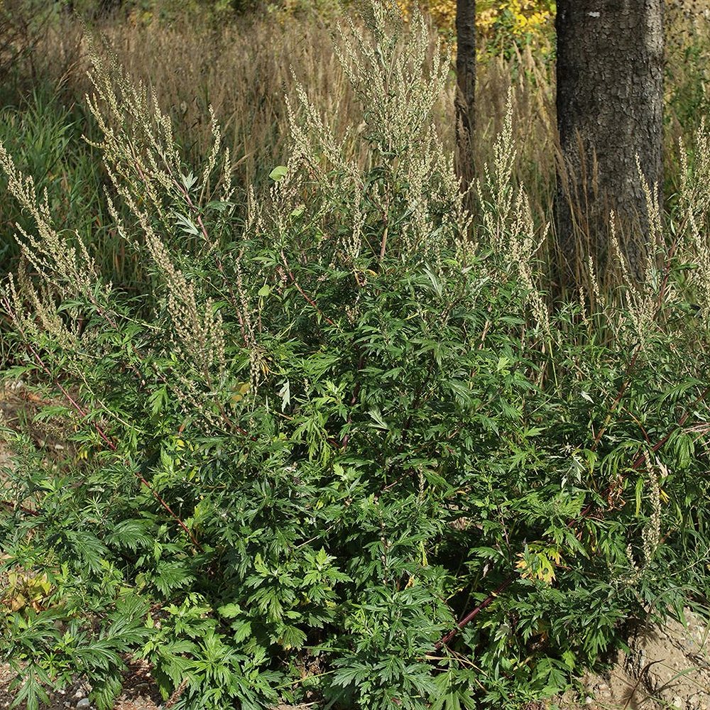 Harilik puju - Image 2