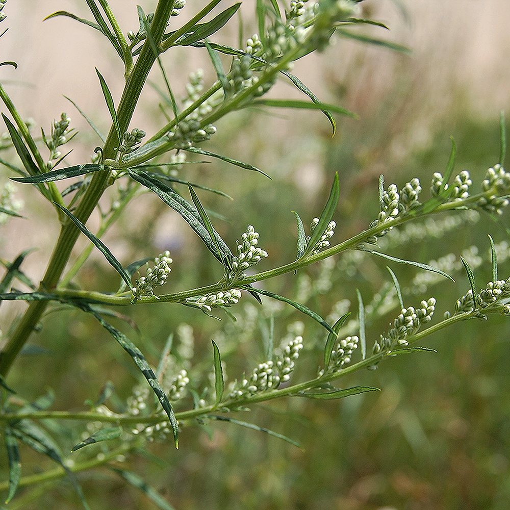 Harilik puju - Image 4