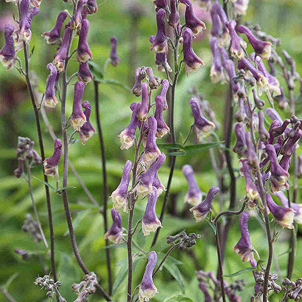 Käoking 'Purple Sparrow (6 tk) - Image 3