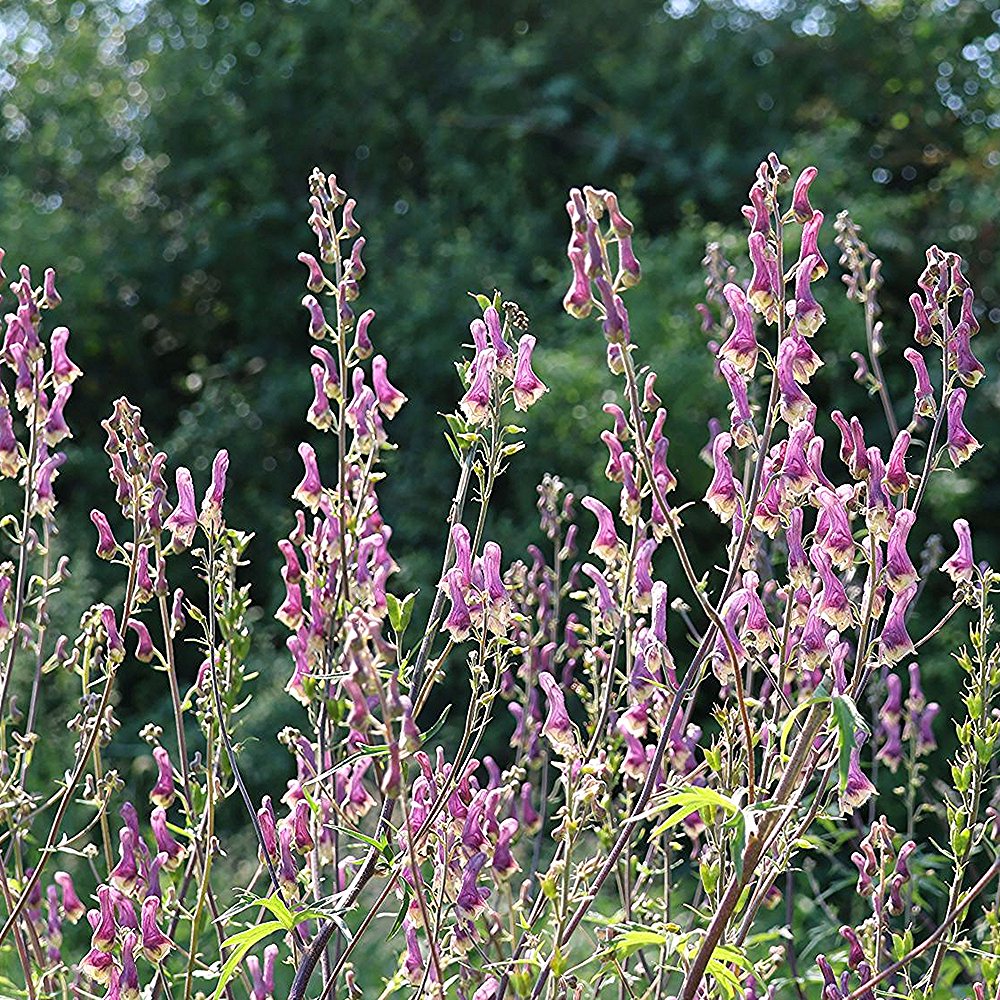 Käoking 'Purple Sparrow (6 tk) - Image 4